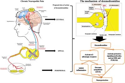 Mechanisms of Dexmedetomidine in Neuropathic Pain